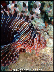 Common Lionfish. by Cigdem Cooper 